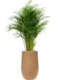 Dypsis (Areca) lutescens in Baq Dune Grond (Vulkastrat)