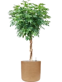 Schefflera arboricola 'Compacta' in Baq Dune Grond (Vulkastrat)