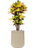 Croton (Codiaeum) variegatum 'Mrs. Iceton' in Baq Dune Grond (Vulkastrat)