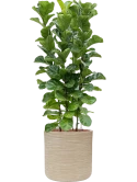 Ficus lyrata 'Bambino' in Baq Dune Hydrocultuur