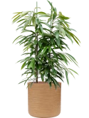 Ficus binnendijkii 'Amstel King' in Baq Dune Hydrocultuur