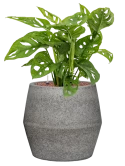 Monstera obliqua in Cement & Stone Hydrocultuur