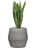 Sansevieria zeylanica in Cement & Stone Grond (Vulkastrat)