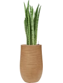 Sansevieria zeylanica 'Narrow' in Baq Dune Hydrocultuur Hydrocultuur