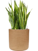 Sansevieria trifasciata 'Laurentii' in Baq Dune Grond (Vulkastrat)