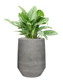 Aglaonema 'Stripes' in Cement & Stone Grond (Vulkastrat) Grond (Vulkastrat)