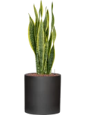 Sansevieria trifasciata 'Laurentii' in Refined Hydrocultuur