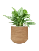 Aglaonema 'Stripes' in Baq Dune Grond (Vulkastrat) Grond (Vulkastrat)