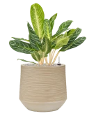 Aglaonema 'Key Lime' in Baq Dune Grond (Vulkastrat) Grond (Vulkastrat)