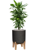 Dracaena fragrans 'Janet Lind' in Rough With Feet Low Grond (Vulkastrat) Grond (Vulkastrat)