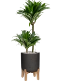 Dracaena fragrans 'Compacta' in Rough With Feet Low Grond (Vulkastrat) Grond (Vulkastrat)