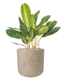 Aglaonema 'Key Lime' in Rough Grond (Vulkastrat)