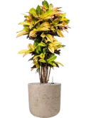 Croton (Codiaeum) variegatum 'Mrs. Iceton' in Rough Grond (Vulkastrat)