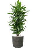 Dracaena fragrans 'Janet Lind' in Rough Grond (Vulkastrat)