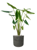 Alocasia zebrina in Rough Grond (Vulkastrat)
