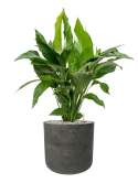 Spathiphyllum 'Sweet Lauretta' in Rough Grond (Vulkastrat)