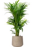 Kentia (Howea) forsteriana in Rough Grond (Vulkastrat) Grond (Vulkastrat)