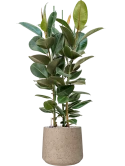 Ficus elastica 'Robusta' in Rough Grond (Vulkastrat) Grond (Vulkastrat)