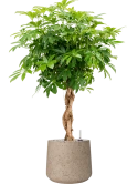 Schefflera arboricola 'Compacta' in Rough Grond (Vulkastrat)