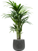 Kentia (Howea) forsteriana in Wave Grond (Vulkastrat) Grond (Vulkastrat)