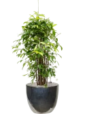 Dracaena surculosa (125-150) in Plain Grond (Vulkastrat)