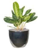 Aglaonema 'Key Lime' in Plain Grond (Vulkastrat)