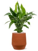 Spathiphyllum 'Sweet Lauretta' in Humus Grond (Vulkastrat) Grond (Vulkastrat)