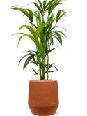 Kentia (Howea) forsteriana in Humus Grond (Vulkastrat)