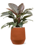 Philodendron `Imperial Red' in Humus Grond (Vulkastrat) Grond (Vulkastrat)
