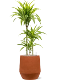 Dracaena fragrans 'Lemon Lime' in Humus Grond (Vulkastrat) Grond (Vulkastrat)
