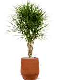 Dracaena marginata in Humus Grond (Vulkastrat) Grond (Vulkastrat)