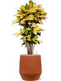 Croton (Codiaeum) variegatum 'Mrs. Iceton' in Humus Grond (Vulkastrat) Grond (Vulkastrat)