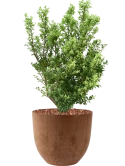 Ilex crenata 'Dark Green' in Artstone Grond outdoor met Boomschors