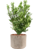 Ilex crenata 'Dark Green' in Terra Cotta Grond outdoor met Boomschors Grond outdoor met Boomschors