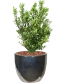 Ilex crenata 'Dark Green' in Plain Grond outdoor met Boomschors