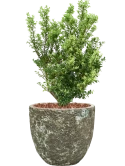 Ilex crenata 'Dark Green' in Baq Lava Grond outdoor met Boomschors
