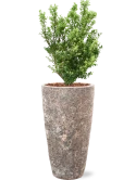 Ilex crenata 'Dark Green' in Baq Lava Grond outdoor met Boomschors