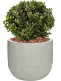 Ilex crenata 'Dark Green' in Ridged Horizontally Grond outdoor met Boomschors