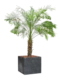 Phoenix roebelenii in Baq Raindrop Grond outdoor met Boomschors Grond outdoor met Boomschors