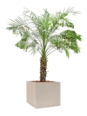 Phoenix roebelenii in Baq Raindrop Grond outdoor met Boomschors Grond outdoor met Boomschors