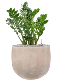 Zamioculcas zamiifolia in Terra Cotta Omar Grond (Vulkastrat)