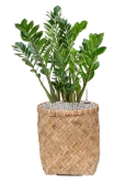 Zamioculcas zamiifolia in Bohemian Grond (Vulkastrat) Grond (Vulkastrat)