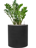 Zamioculcas zamiifolia in Rough Grond (Vulkastrat)