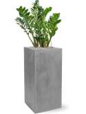 Zamioculcas zamiifolia in Fiberstone Grond (Vulkastrat)