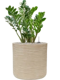 Zamioculcas zamiifolia in Baq Dune Grond (Vulkastrat)