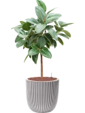 Ficus elastica 'Robusta' in Capi Nature Groove NL Hydrocultuur