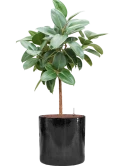 Ficus elastica 'Robusta' in Cylinder Hydrocultuur
