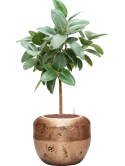 Ficus elastica 'Robusta' in Baq Opus Raw Hydrocultuur