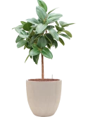 Ficus elastica 'Robusta' in Baq Raindrop Hydrocultuur