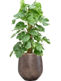 Monstera deliciosa in Baq Opus Hit Hydrocultuur